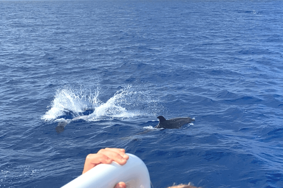 Dolphin watching in Mallorca