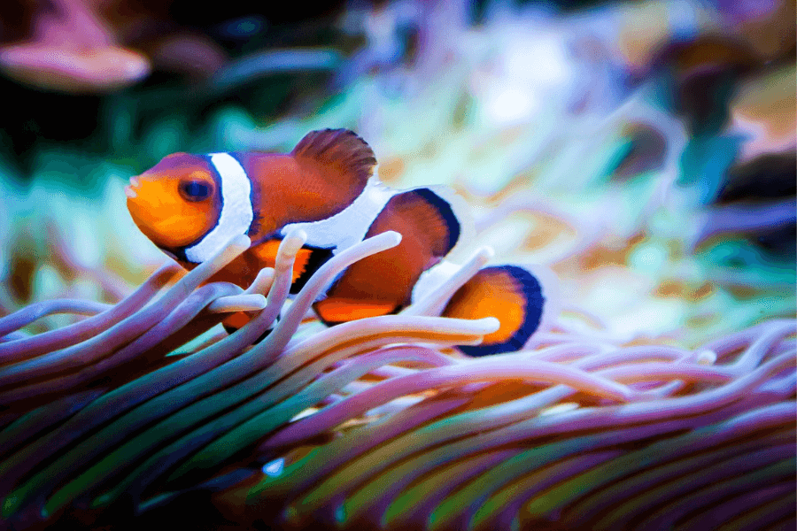 Clown fish Palma Aquarium Mallorca