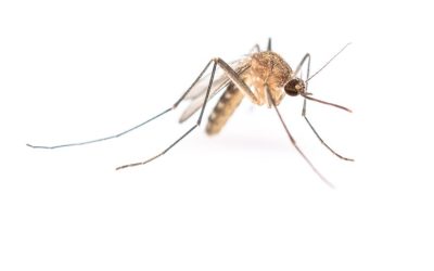 Mosquitos in Mallorca – how bad are they?