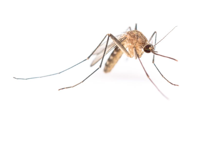 Mosquitos in Mallorca – how bad are they?