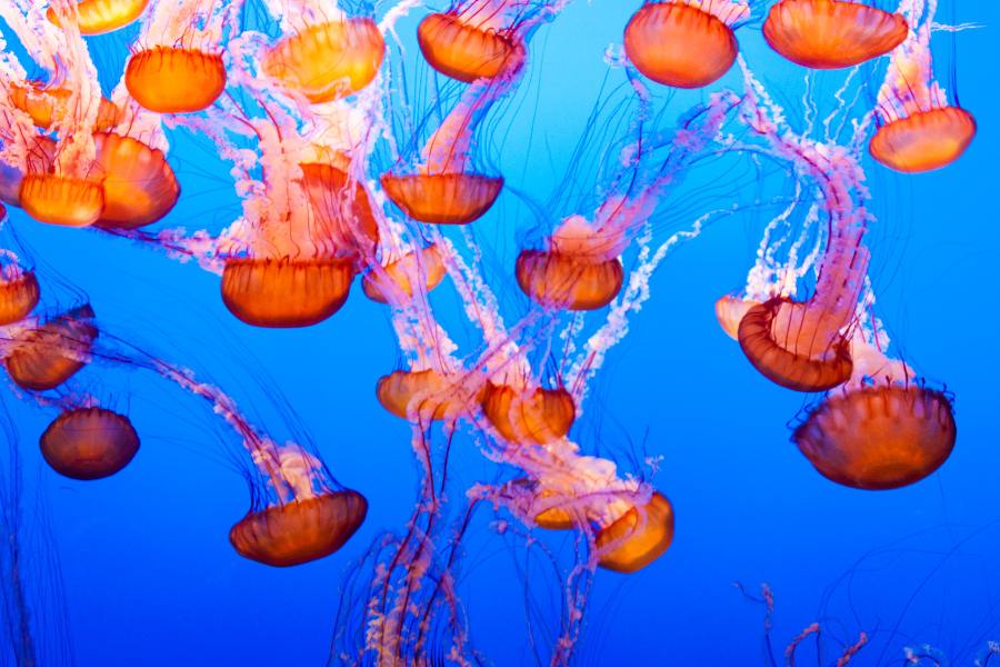 Jellyfish in Mallorca